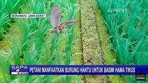 Petani di Indramayu Manfaatkan Burung Hantu untuk Basmi Hama Tikus, Hasilnya?