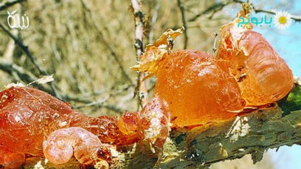 الصمغ العربي