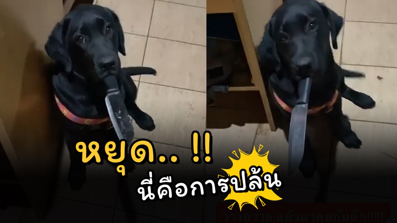 เอ็นดู ! เมื่อเจ้าตูบโมโหหิว งานปล้นทาสจึงเกิด...