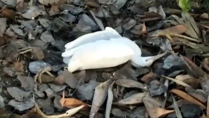 पेड़ से गिरा मृत बगुला मचा हड़कंप