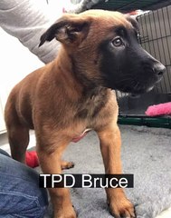 Puppies start training at West Yorkshire Police