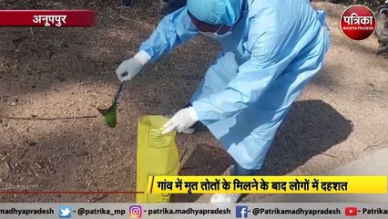 बढ़ रहा है बर्ड फ्लू का खतरा : कौवों के बाद अब मृत मिला तोता, लोगों में दहशत