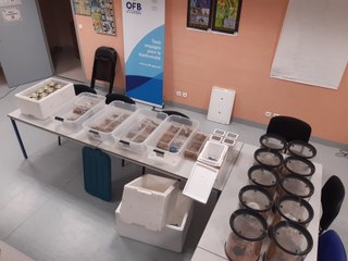 Il détenait illégalement plus de 60 mygales chez lui !