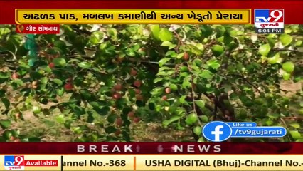 Gir-Somnath: Una farmer strikes gold with red apple ber farming