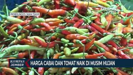 Harga Cabai dan Tomat Naik Drastis di Musim Hujan Awal Tahun