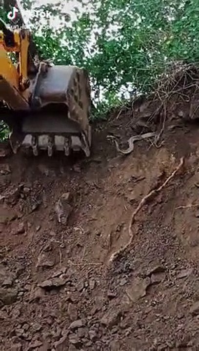 cobra attack on crane