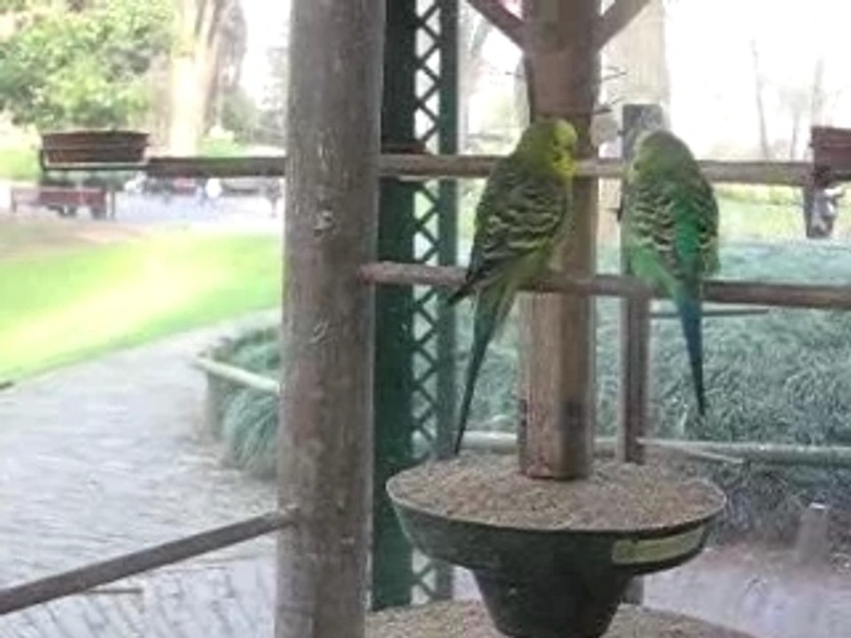 Les oiseaux amoureux