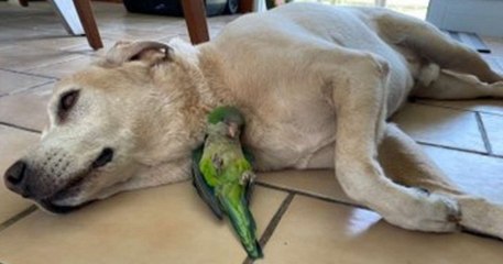 Ce labrador sauve la vie d'une perruche paraplégique et devient son grand frère