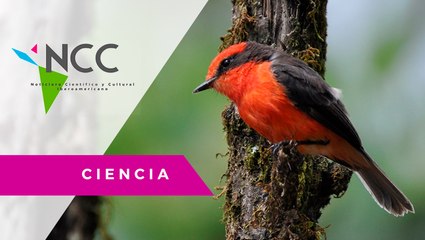 En Ecuador, expertos buscan a los descendientes de un ave declarada extinta