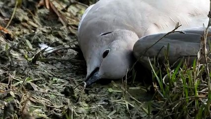 अब तक प्रदेश में 1833 परिंदों की मौत