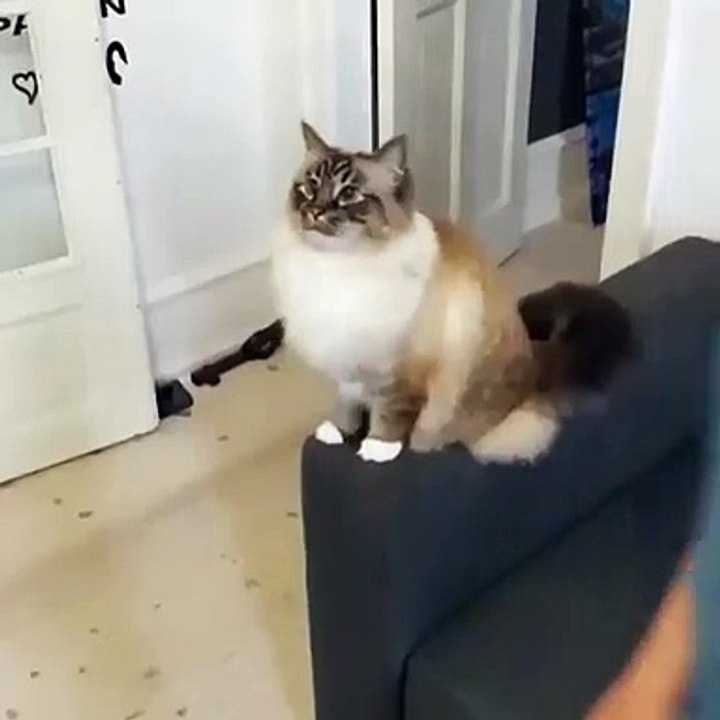 Beutiful cats