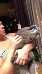 How to Calm Down Your Cat