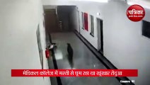 Karnataka leopard was roaming in the hostel of medical college IPS shared video goes viral