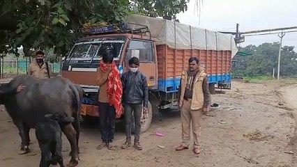 पुलिस ने दो पशु चोरों को किया गिरफ्तार, चोरों कें पशु बरामद