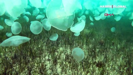 Çanakkale Boğazı'nda korkutan görüntü! Denizlerde oksijen seviyesi düştü