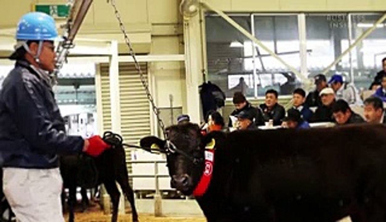 The rarest steak in the world can cost over $300. Here's why wagyu beef is so expensive.