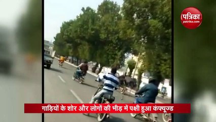 Video : चिड़ियाघर से भागा ostrich सड़कों पर भागता आया नजर, लोगों ने कहा, 'जा सिमरन जी ले अपनी जिंदगी...'