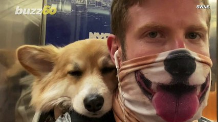 This Adorable Corgi Enjoys Rides in a Backpack on the Subway with His Owner!