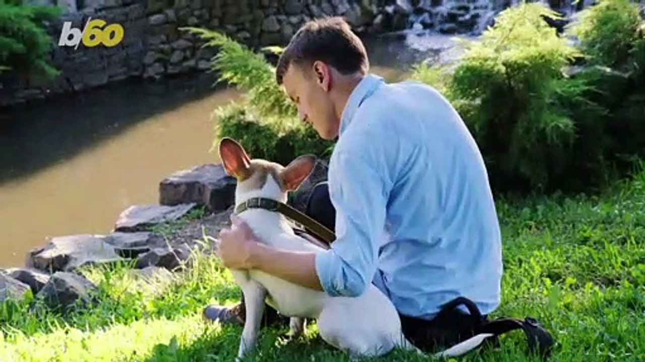 How Dogs Can Change Our Brains, According to Sc...