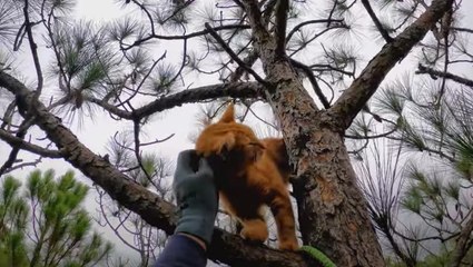 60 Feet Off The Ground Is No Place For A Kitty