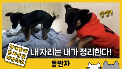 [동반자] 바쁘다 바빠! 자기 누울 자리 정리하는 강아지 / YTN