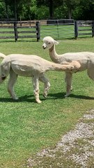 Playful Alpacas Wrestle in Yard