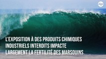 Les polluants présents dans les océans ont un effet néfaste sur la fertilité masculine