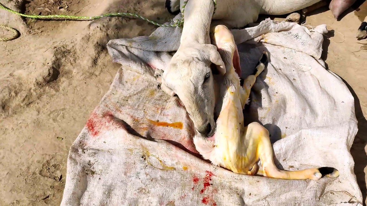 How To Assist Goat While It's Kidding / Assisting with a Baby Goat Birth /Goat Farming with Tayyab