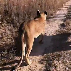 Lodovica Mairè Rogati Leonesse Clip Africa