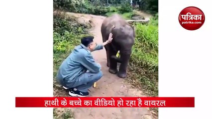 शख्स ने हाथी के बच्चे को दिया गन्ना, गुस्साए बच्चे ने मारी जोरदार लात - देखें मजेदार Video