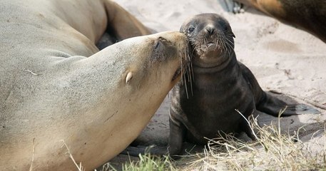 Nouvelle-Zélande : une ville décide de fermer une route très fréquentée pendant un mois pour protéger une otarie et son bébé