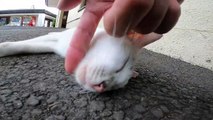 I took photos of stray cats living in Japan.60