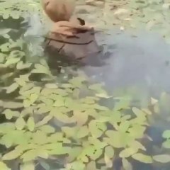 Omg! Kid catchs fish by hands