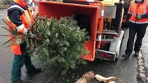 Collecte des sapins, transformés en compost