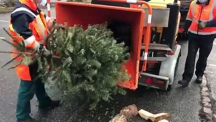 Collecte des sapins, transformés en compost