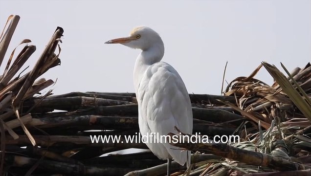 Bagla bhagat_ Lesser Egret (Egretta garzetta) in close up _ Snow-white birds