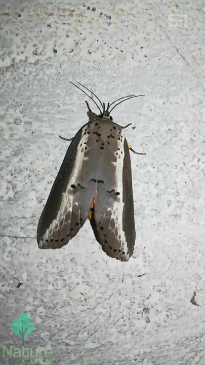 Butterfly spotted on a January Night | Nature Cuts - Science and Facts