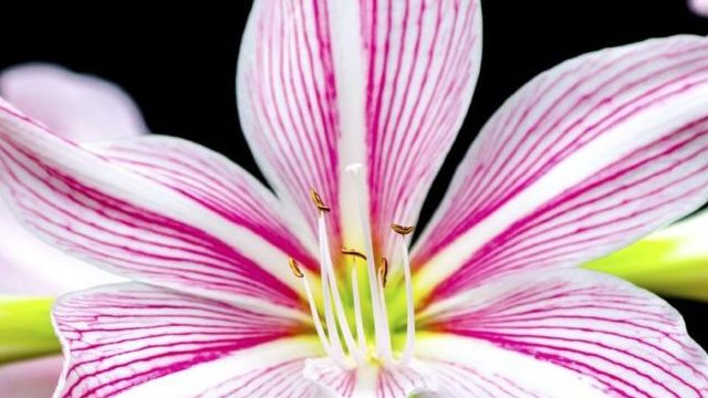 Las plantas más venenosas del mundo