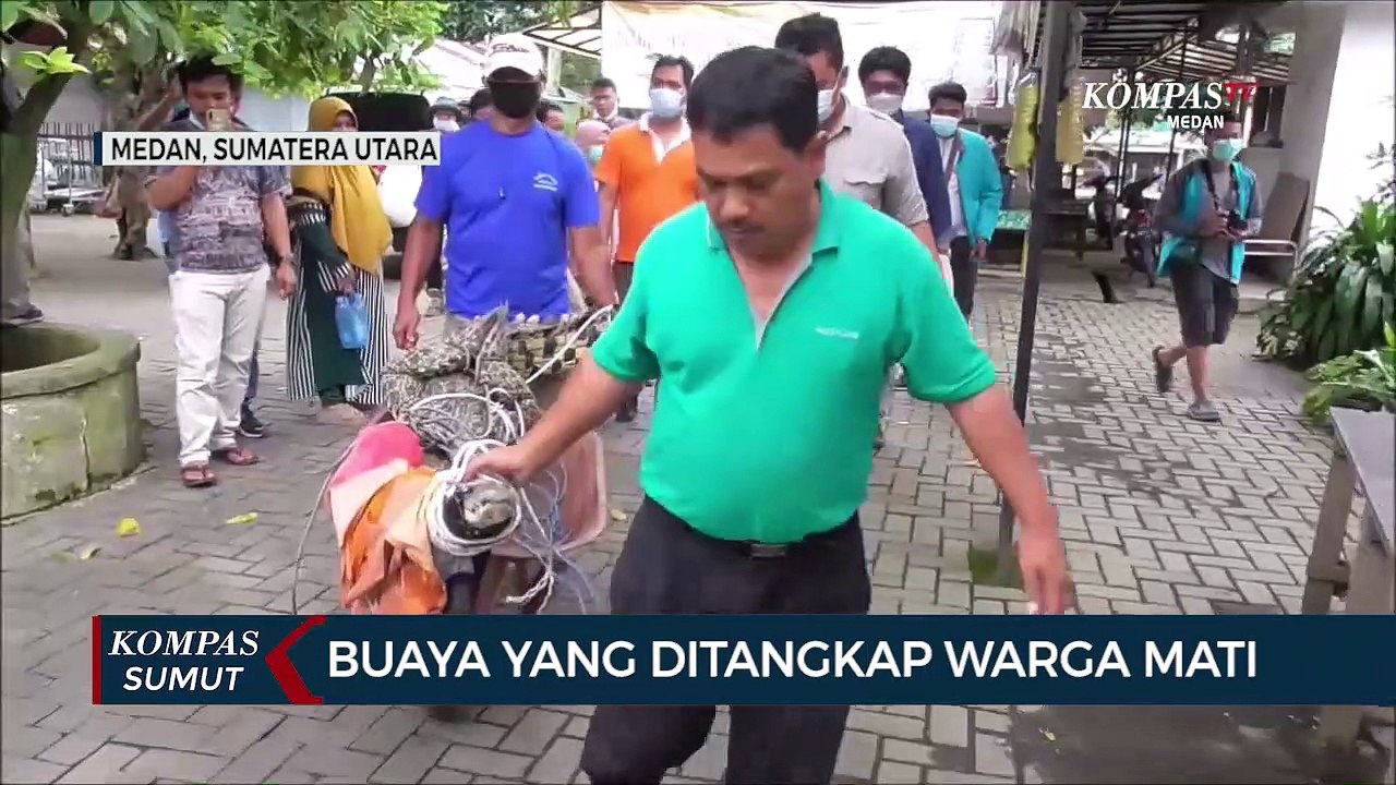 Buaya Yang Ditangkap Warga Mati