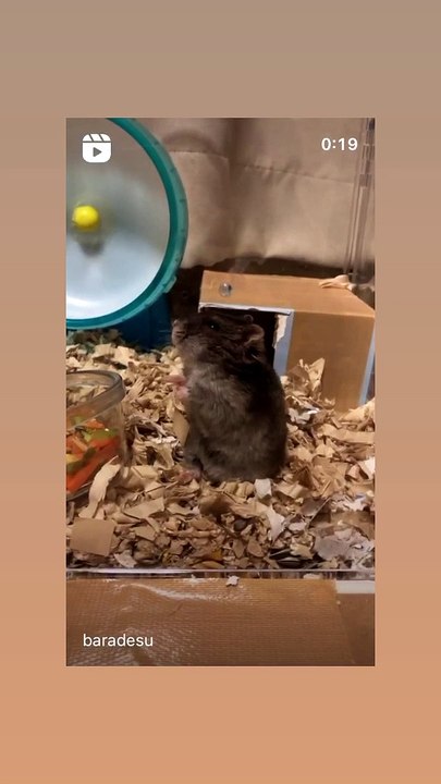 hamster