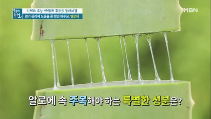 면역 관리에 도움 준 천연 파수꾼 알로에!