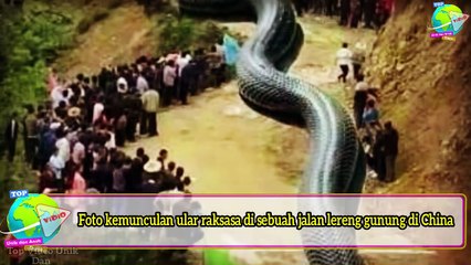 Lagi Viral, Ular Raksasa Sepanjang Ratusan Meter Keluar Dari Balik Bukit!! Fakta Atau Hoax__