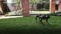 Watch this robot dog teach itself to fend off pesky humans