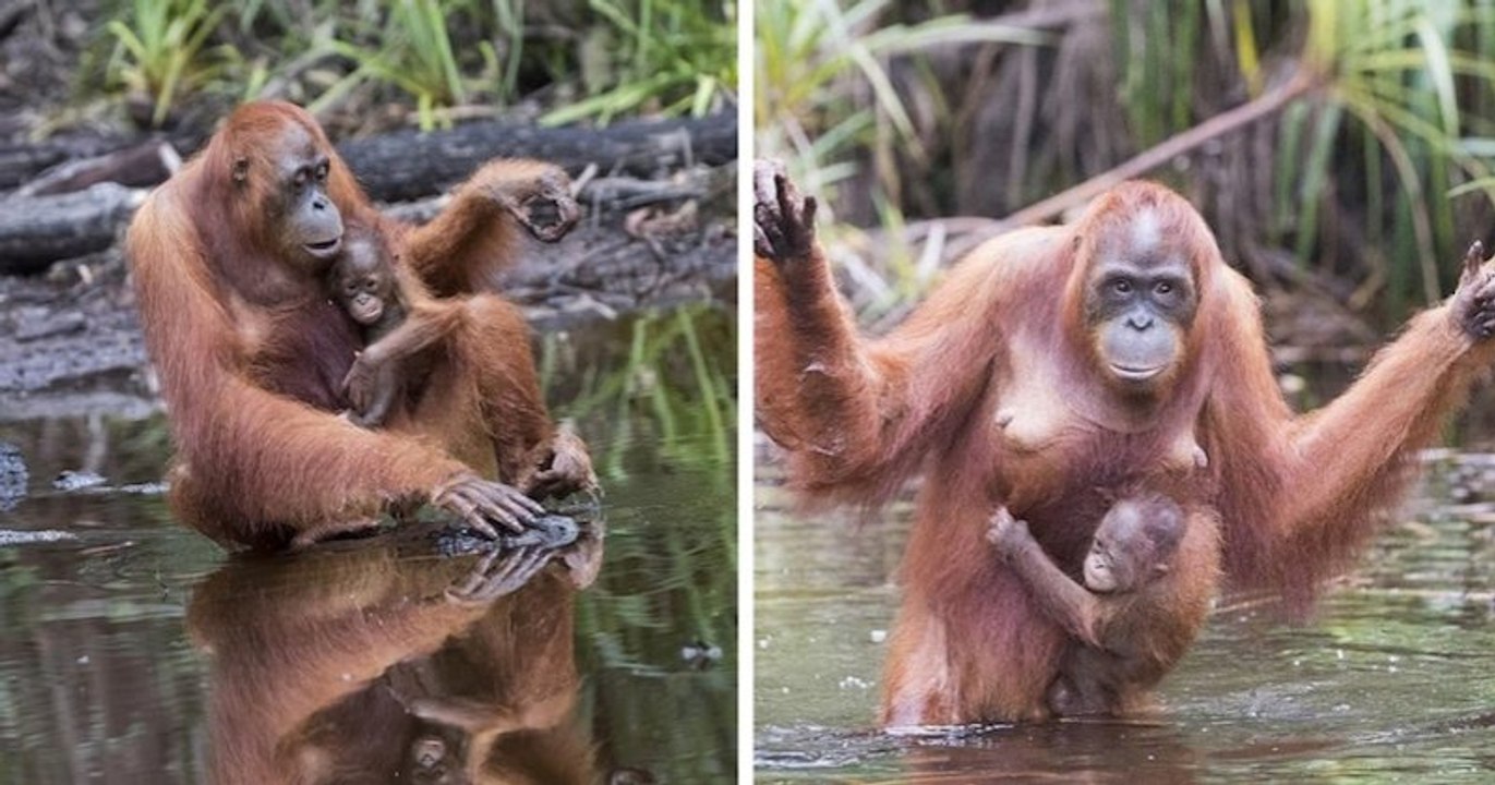 Cette série de clichés illustre à merveille l'amour entre une mère orang-outan et son enfant