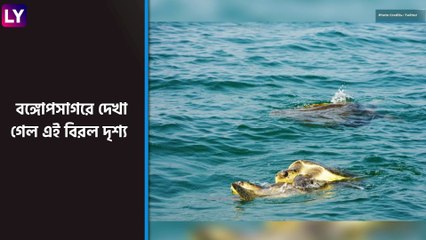 Olive Ridley Turtles in Bay of Bengal: জলপাই রঙের অতিকায় সামুদ্রিক কচ্ছপের দেখা মিলল বঙ্গোপসাগরে