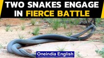 Snakes battle in viral video shot in Australia: Watch | Oneindia News