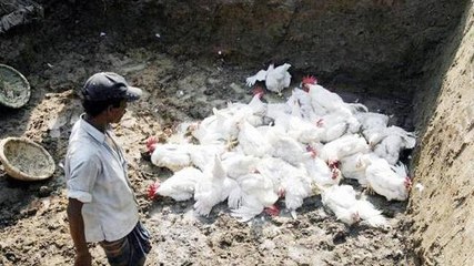 Fear of bird flu grips India amid coronavirus pandemic