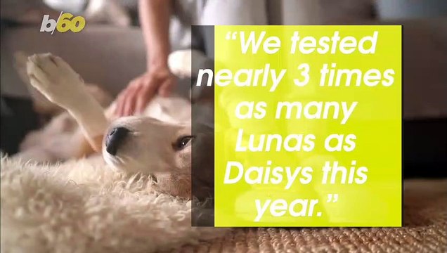 Need A Dog Name? Here’s The Most Popular Dog Names For 2020!