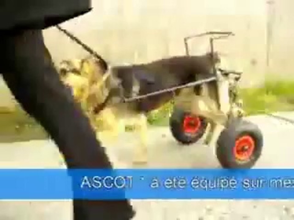 chaise roulante pour chien paraplégique