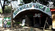 Nace tigresa de bengala albina en el Zoológico de Nicaragua